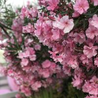   at Hotel Luxor in Bellaria-igea Marina