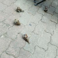 Hungry birds at Samadhi in Berlin