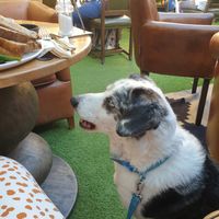 Dogs welcome throughout the downstairs at JJ's and Johnny's Tap Room in Emsworth