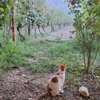  at The Barrels-Te Fuçitë in Gjirokaster