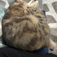 I was joined by an unexpected guest   at Mana Mana in Paros