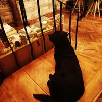  at Yes It Is Vegan II - Liszt Ferenc Tér in Budapest