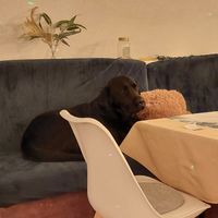  at Yes It Is Vegan II - Liszt Ferenc Tér in Budapest