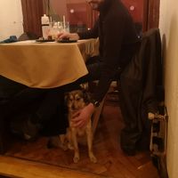 Very good food! I forgot to take photos of the meal but the dogs are very friendly!! at Yes It Is Vegan II - Liszt Ferenc Tér in Budapest