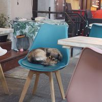  at Yes It Is Vegan II - Liszt Ferenc Tér in Budapest