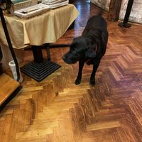 Dog  at Yes It Is Vegan II - Liszt Ferenc Tér in Budapest