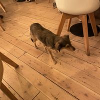 Dog  at Yes It Is Vegan II - Liszt Ferenc Tér in Budapest