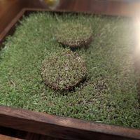 1st Course: Chia Sprouts  at Encanto in Lisbon