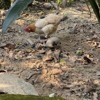 An happy patron  at Chickpea Eatery Thuan Chay in Hoi An