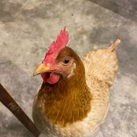 One of the locals at Chickpea Eatery Thuan Chay in Hoi An