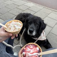 Vegan softijs  at Stach - Overtoom in Amsterdam
