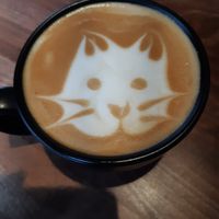  at Java Whiskers Cat Café in Stockholm