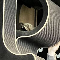   at Java Whiskers Cat Café in Stockholm