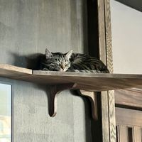   at Java Whiskers Cat Café in Stockholm