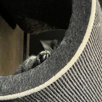   at Java Whiskers Cat Café in Stockholm