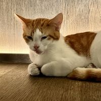   at Java Whiskers Cat Café in Stockholm