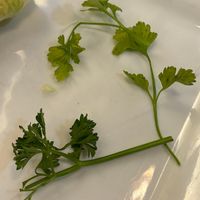 Sad little garnish past its prime at Blue Orchid - Riverside in Jacksonville