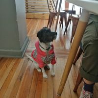  at Estallido Vegano in Santiago