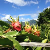 Pitaya (Dragon Fruit) growing on the farm. at Kahumana Organic Farm and Cafe in Waianae