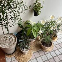   at Rooted 루티드 in Seoul