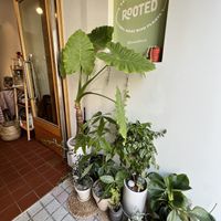   at Rooted 루티드 in Seoul