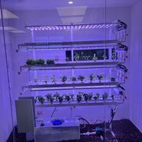 Plants  at Lazy Farmers in Seoul