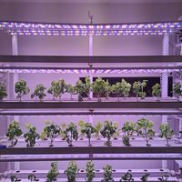  at Lazy Farmers in Seoul