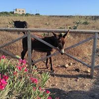 Lovely Donkeys  at Cibo Chiacchiere Vino in Favignana