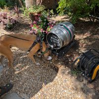 doggy hydration station  at New Forest Inn in Lyndhurst