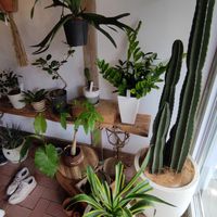 Plants just inside the entrance at eatYOGAstudio in Hayama