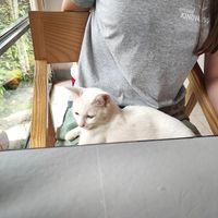  at Thong Dong Vegan Kitchen & Cafe in Lao Cai