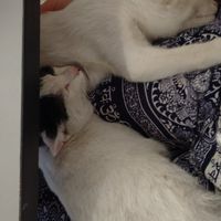  at Thong Dong Vegan Kitchen & Cafe in Lao Cai