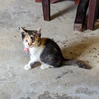  at Thong Dong Vegan Kitchen & Cafe in Lao Cai