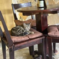 cat 🐈‍⬛   at Thong Dong Vegan Kitchen & Cafe in Lao Cai