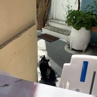 Kitty!  at Blue Grotto in Paxos