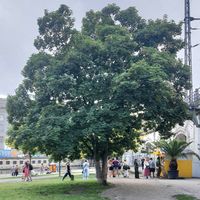 Location of store #Veganuary at Shaveiceberlin - James Simon Park in Berlin