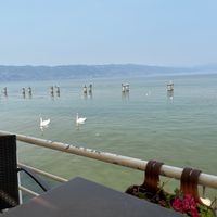 Swans! Mjellmat.  at Millennium in Tushemisht