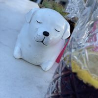   at Dog Dreams Beach and Bar in Novigrad