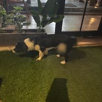   at Black Forest Cafe in Yogyakarta