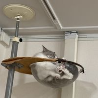 Nap time   at Rescue Cat Cafe Velcat - 保護猫カフェ VELCAT 馬車道店 in Yokohama