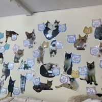 All the cats   at Rescue Cat Cafe Velcat - 保護猫カフェ VELCAT 馬車道店 in Yokohama