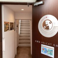 Entrance   at Rescue Cat Cafe Velcat - 保護猫カフェ VELCAT 馬車道店 in Yokohama