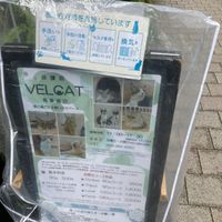 Information   at Rescue Cat Cafe Velcat - 保護猫カフェ VELCAT 馬車道店 in Yokohama