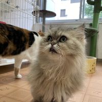 A cat named Maron   at Rescue Cat Cafe Velcat - 保護猫カフェ VELCAT 馬車道店 in Yokohama