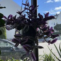   at The Green Beautiful  in Manchester