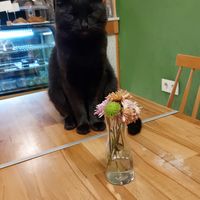 Customer at Sisters & Harvest in Istanbul