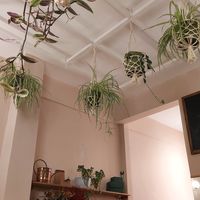 Plants at Sisters & Harvest in Istanbul