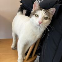 Lovely cat  at Sisters & Harvest in Istanbul