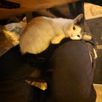 Friendly cat at Arch Bistro at Arch Bistro in Istanbul