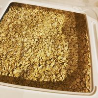 Organic oats  at HIRAOKA SusTERRAcE in Sodegaura
